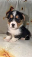 Coco, a female Cardigan Welsh Corgi and Pembroke Welsh Corgi for sale in Neosho, MO – 5 of 5