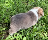 Honeybun, a female Cardigan Welsh Corgi and Pembroke Welsh Corgi for sale in Neosho, MO – 8 of 10