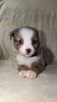 Blair , a male Toy Australian Shepherd for sale in Neosho, MO – 4 of 9