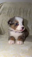 Blair , a male Toy Australian Shepherd for sale in Neosho, MO – 3 of 9