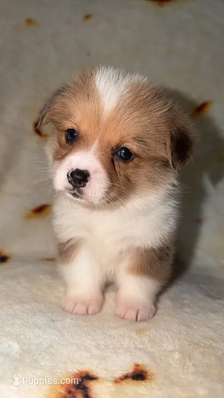 Nugget – Cardigan Welsh Corgi, Pembroke Welsh Corgi puppy for sale in Neosho, MO