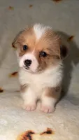 Nugget, a female Cardigan Welsh Corgi and Pembroke Welsh Corgi for sale in Neosho, MO – 7 of 10