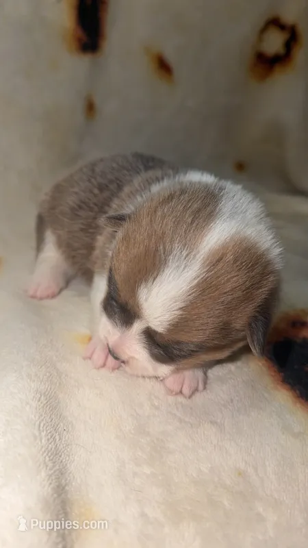 Honeybun – Cardigan Welsh Corgi, Pembroke Welsh Corgi puppy for sale in Neosho, MO