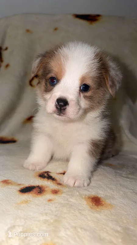 Waffle – Cardigan Welsh Corgi, Pembroke Welsh Corgi puppy for sale in Neosho, MO