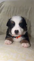 CJ, a male Toy Australian Shepherd for sale in Neosho, MO – 7 of 8
