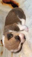 Marshmallow , a female Cardigan Welsh Corgi and Pembroke Welsh Corgi for sale in Neosho, MO – 3 of 5