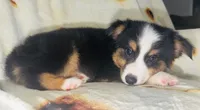 Monica, a female Toy Australian Shepherd for sale in Neosho, MO – 3 of 5