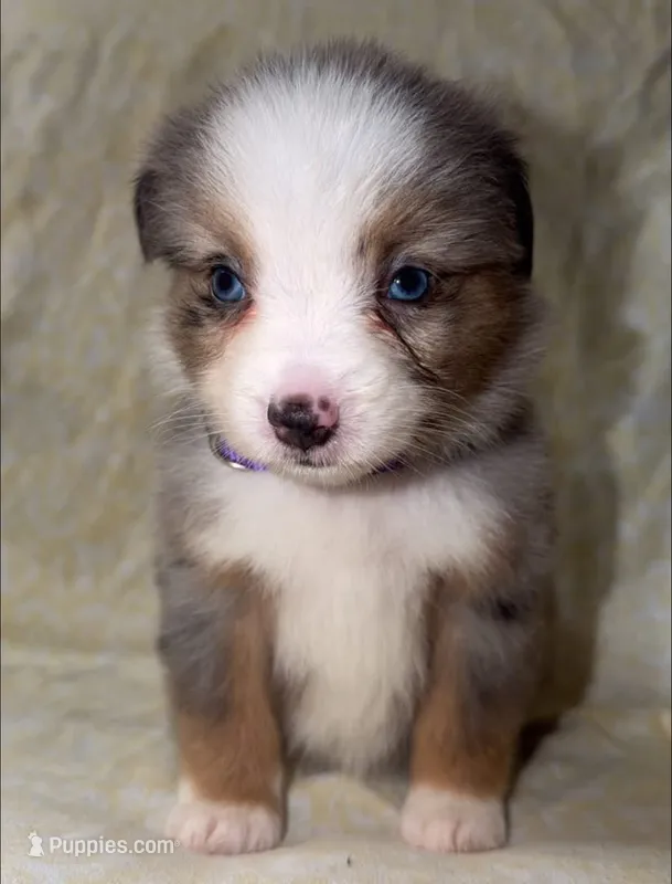 Blair  – Toy Australian Shepherd puppy for sale in Neosho, MO