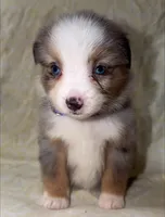 Blair , a male Toy Australian Shepherd for sale in Neosho, MO – 1 of 9