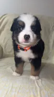 CJ, a male Toy Australian Shepherd for sale in Neosho, MO – 6 of 8