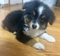 Chandler, a male Toy Australian Shepherd for sale in Neosho, MO – 5 of 8