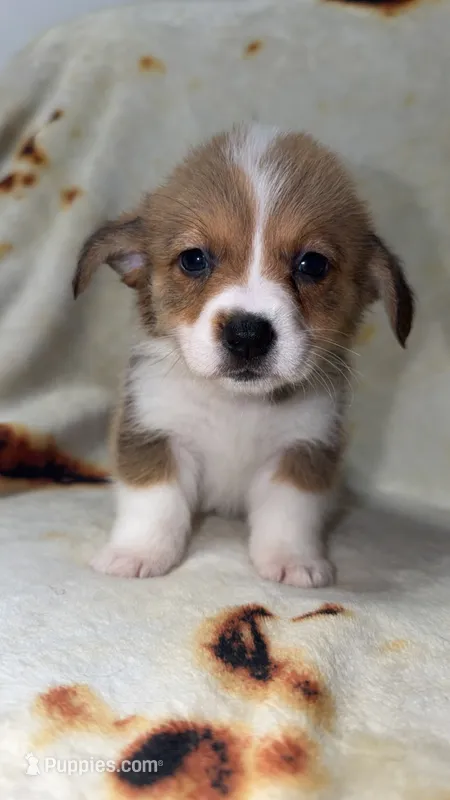 Marshmallow  – Cardigan Welsh Corgi, Pembroke Welsh Corgi puppy for sale in Neosho, MO