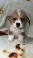 Marshmallow , a female Cardigan Welsh Corgi and Pembroke Welsh Corgi for sale in Neosho, MO – 1 of 2