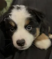 CJ, a male Toy Australian Shepherd for sale in Neosho, MO – 2 of 6
