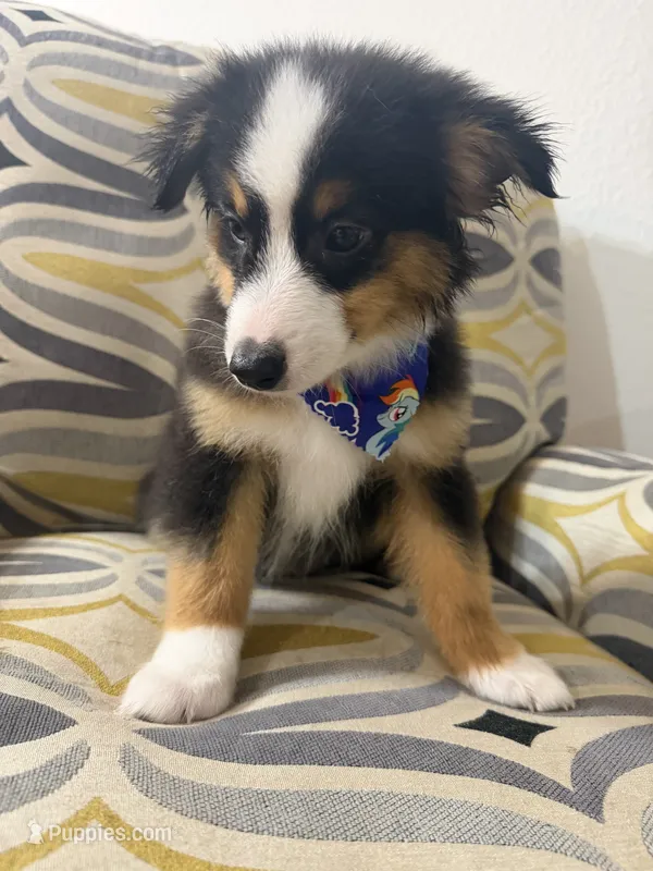 Monica – Toy Australian Shepherd puppy for sale in Neosho, MO