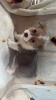 Honeybun, a female Cardigan Welsh Corgi and Pembroke Welsh Corgi for sale in Neosho, MO – 5 of 10