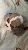 Marshmallow , a female Cardigan Welsh Corgi and Pembroke Welsh Corgi for sale in Neosho, MO – 2 of 5