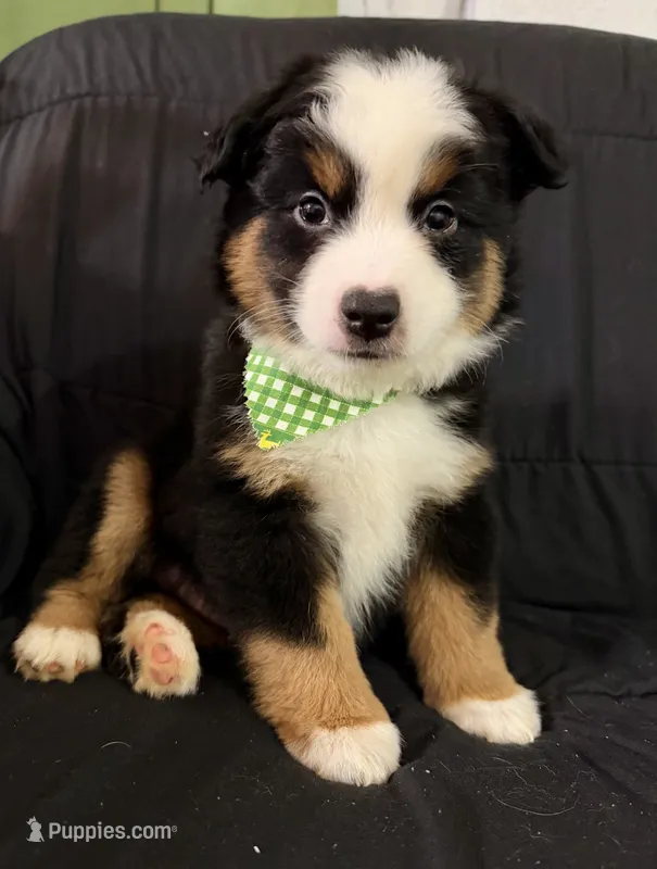 CJ – Toy Australian Shepherd puppy for sale in Neosho, MO