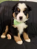 CJ, a male Toy Australian Shepherd for sale in Neosho, MO – 1 of 6