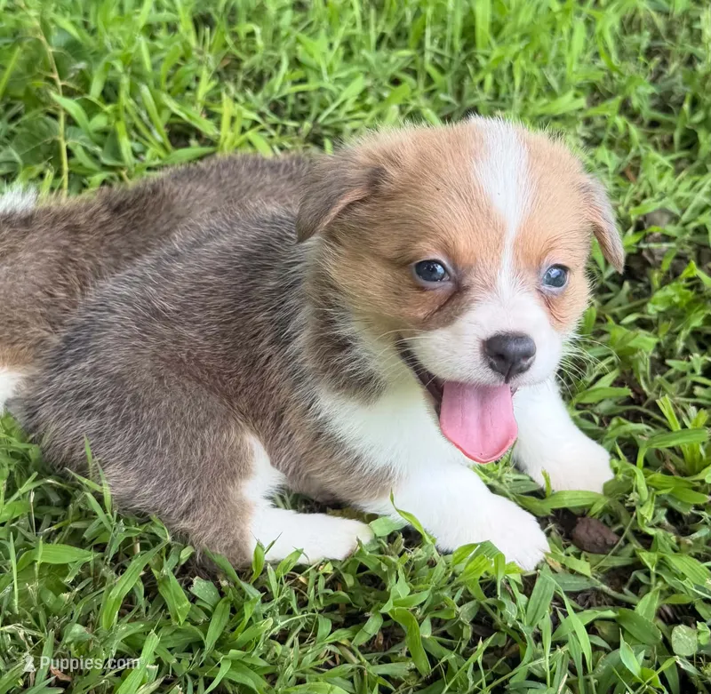 Honeybun – Cardigan Welsh Corgi, Pembroke Welsh Corgi puppy for sale in Neosho, MO