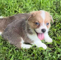 Honeybun, a female Cardigan Welsh Corgi and Pembroke Welsh Corgi for sale in Neosho, MO – 6 of 10