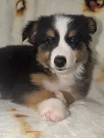 Monica, a female Toy Australian Shepherd for sale in Neosho, MO – 4 of 5