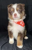 Boog, a male Toy Australian Shepherd for sale in Neosho, MO – 4 of 7