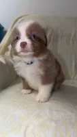 Boots, a male Toy Australian Shepherd for sale in Neosho, MO – 10 of 10