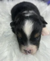 Chandler, a male Toy Australian Shepherd for sale in Neosho, MO – Photo 5 of 6