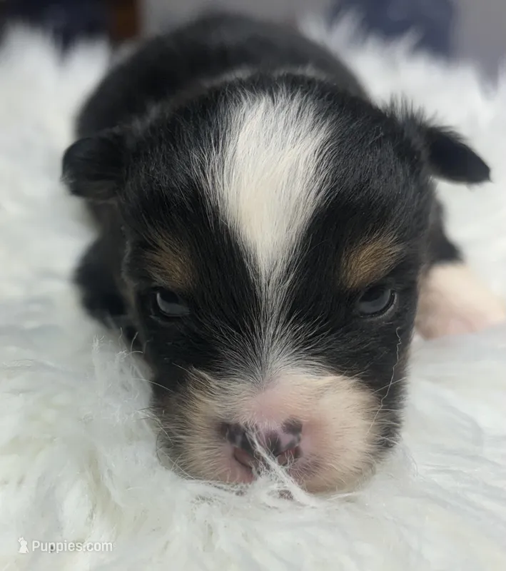 Chandler – Toy Australian Shepherd puppy for sale in Neosho, MO