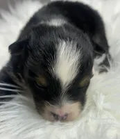 Chandler, a male Toy Australian Shepherd for sale in Neosho, MO – Photo 4 of 6