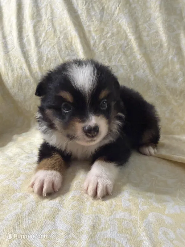 Chandler – Toy Australian Shepherd puppy for sale in Neosho, MO