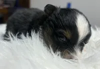 Chandler, a male Toy Australian Shepherd for sale in Neosho, MO – Photo 6 of 6