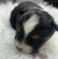 Chandler, a male Toy Australian Shepherd for sale in Neosho, MO – Photo 2 of 6