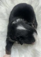 Chandler, a male Toy Australian Shepherd for sale in Neosho, MO – Photo 3 of 6