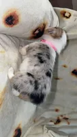 Jellybean , a female Cardigan Welsh Corgi and Pembroke Welsh Corgi for sale in Neosho, MO – 4 of 6