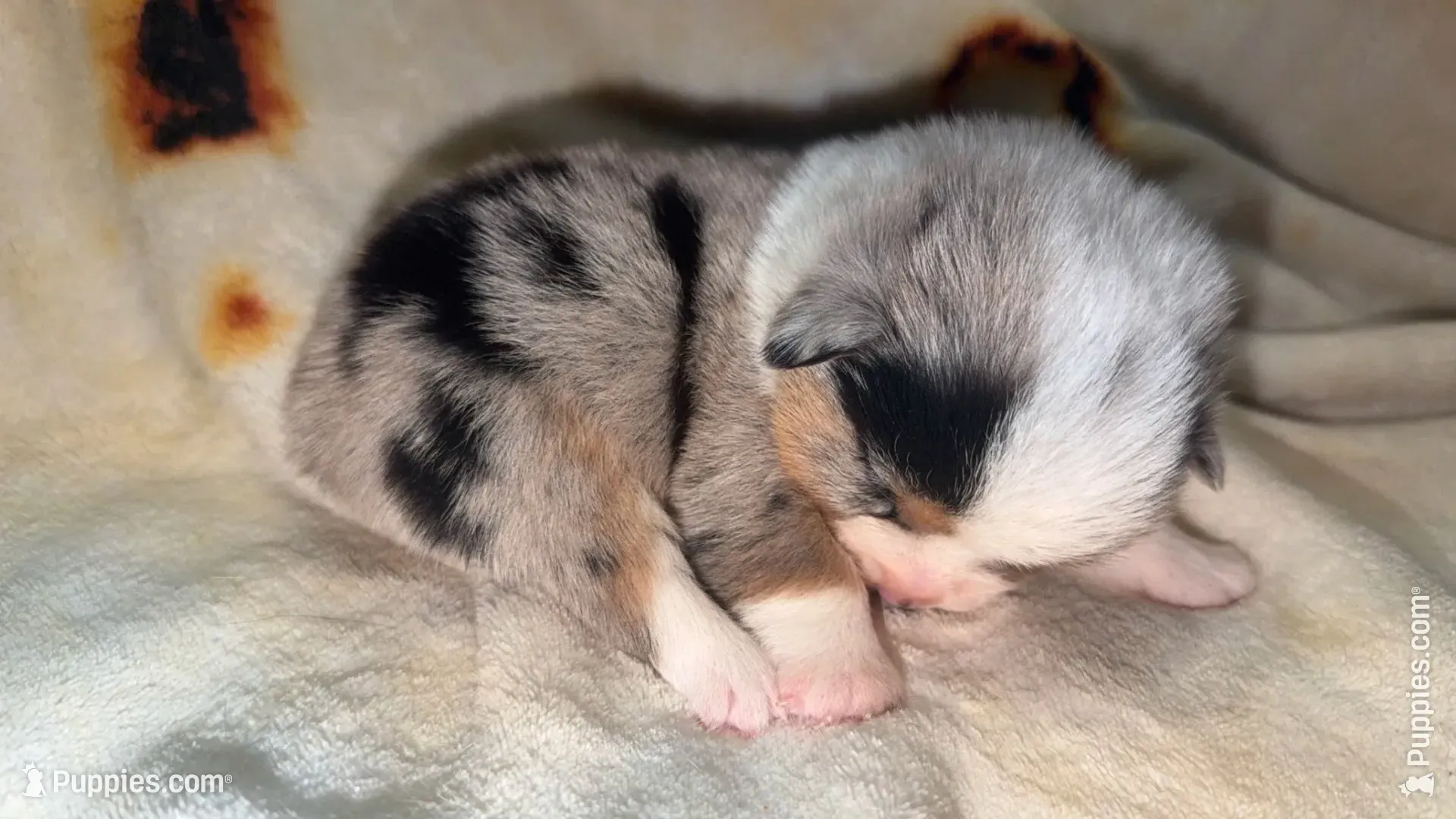 Kiwi, a female Cardigan Welsh Corgi and Pembroke Welsh Corgi for sale in Neosho, MO – 2 of 4