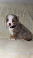 Blair , a male Toy Australian Shepherd for sale in Neosho, MO – 7 of 9