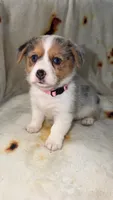 Jellybean , a female Cardigan Welsh Corgi and Pembroke Welsh Corgi for sale in Neosho, MO – 3 of 6