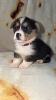 Coco, a female Cardigan Welsh Corgi and Pembroke Welsh Corgi for sale in Neosho, MO – 4 of 5