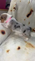 Jellybean , a female Cardigan Welsh Corgi and Pembroke Welsh Corgi for sale in Neosho, MO – 6 of 6