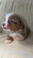 Boots, a male Toy Australian Shepherd for sale in Neosho, MO – 4 of 10