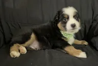 CJ, a male Toy Australian Shepherd for sale in Neosho, MO – 5 of 6