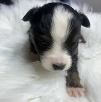 Rachel, a female Toy Australian Shepherd for sale in Neosho, MO – Photo 5 of 6