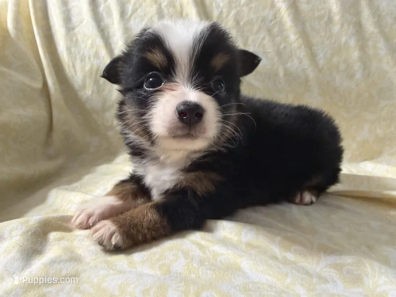 Rachel – Toy Australian Shepherd puppy for sale in Neosho, MO