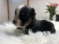 Rachel, a female Toy Australian Shepherd for sale in Neosho, MO – Photo 3 of 6