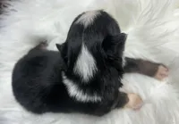 Rachel, a female Toy Australian Shepherd for sale in Neosho, MO – Photo 4 of 6