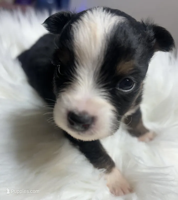 Rachel – Toy Australian Shepherd puppy for sale in Neosho, MO