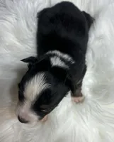 Rachel, a female Toy Australian Shepherd for sale in Neosho, MO – Photo 6 of 6