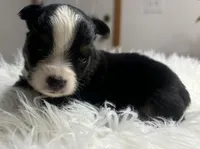Rachel, a female Toy Australian Shepherd for sale in Neosho, MO – Photo 2 of 6